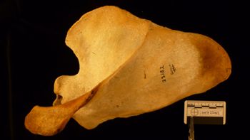Media type: image;   Mammalogy 23182